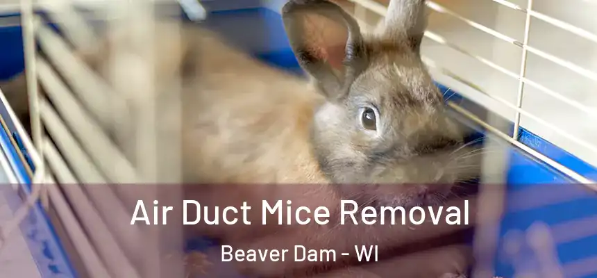  Air Duct Mice Removal Beaver Dam - WI